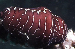 Ever seen one of these? Black Flamingo Tongue, this photo... by Steven Anderson 